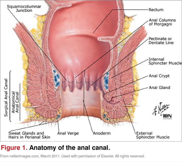 cervix transition zone