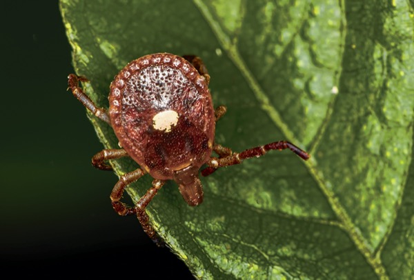 The Bite of a Lone Star Tick Can Cause Alpha-Gal Syndrome, an